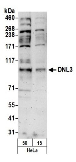 DNA Ligase III Antibody, Novus Biologicals 0.1mL; Unlabeled:Antikörper